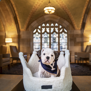 Olde English Bulldog sitting in a crown-shaped dog bed in a cathedral-like room
